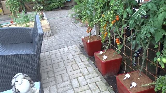 Томаты в горшках, секрет богатого урожая. смотреть онлайн