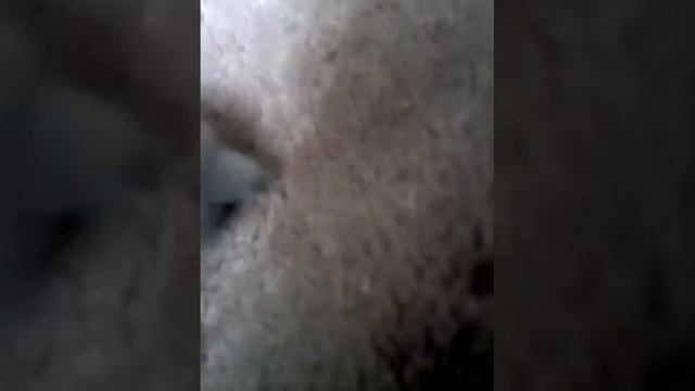 Песня называется ведите себя достойно смотреть онлайн