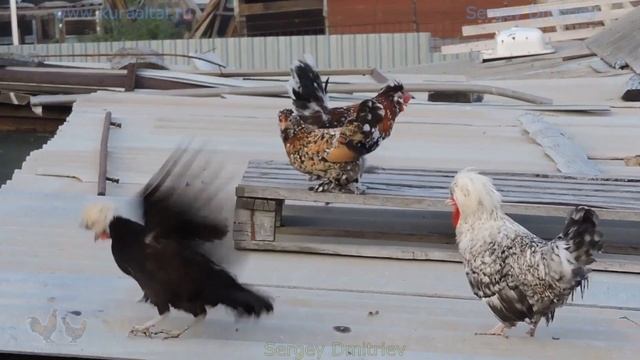 Сентябрь Куры на крыше Пение петухов разных пород #Pavlovskie_Chickens vs #Altai_Bantam смотреть онлайн