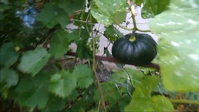 Солим и коптим рыбку (селёдку) смотреть онлайн