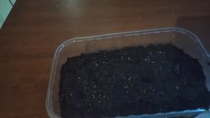 Выращиваем "Мисс Вильмонт" или "Лапчатка непальская из семян на рассаду.