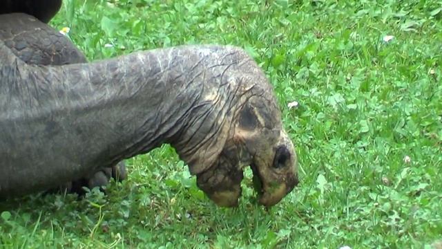 ZooPraha 2018 (Sony HDR-PJ200E) смотреть онлайн