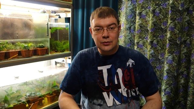 Скалярия (Pterophyllum scalare) - Аквариумные тропические рыбы № 14 смотреть онлайн
