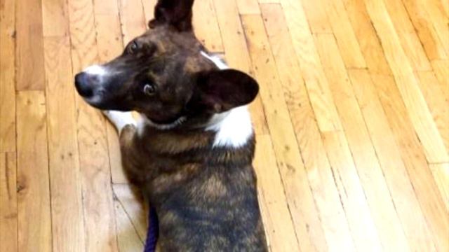 «Она дикая и просто псих!». Корги 3 раза возвращали в приют, и ветеринары в недоумении смотреть онлайн