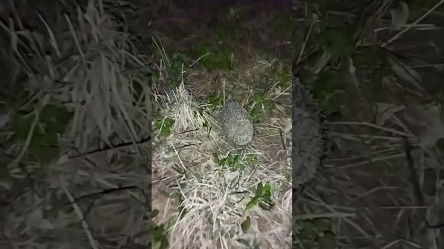 Колючий гость, нежданчиком.. Там, где есть ёжики то нет змей! смотреть онлайн