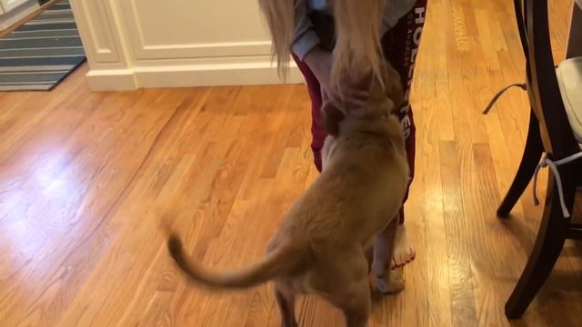 OUR PUPPY GROWING UP / Golden Retriever Puppy 8 Weeks to a Year смотреть онлайн