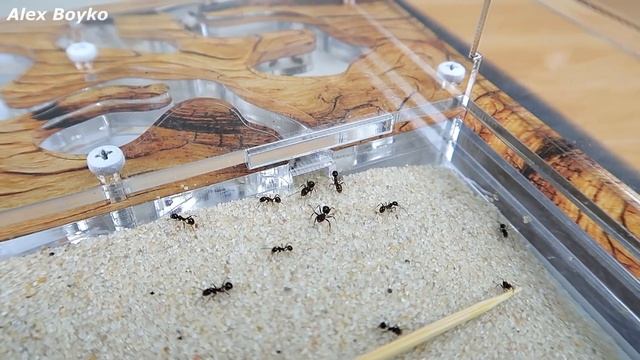 МУРАВЬИ И КАПЛЯ ВОДЫ ? alex boyko смотреть онлайн