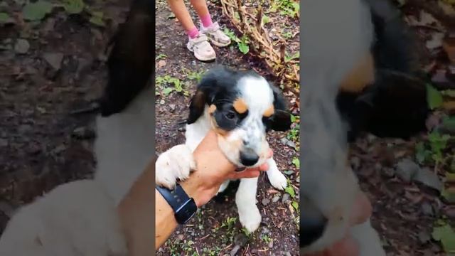 Щенок. Метис спаниеля / Озеро Малая Рица, Абхазия #shorts #nature #animals #dog смотреть онлайн