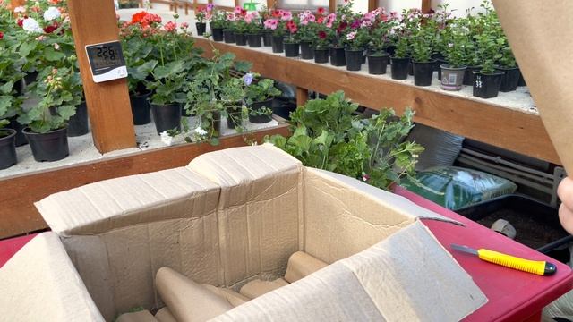 Долгожданная посылка с новинками пеларгоний . смотреть онлайн