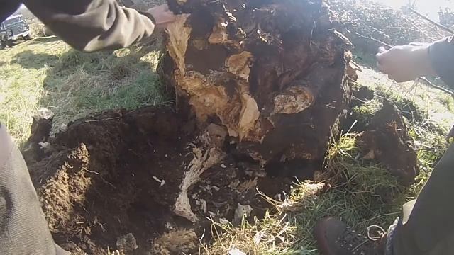 Winching over an Ash tree with extensive decay by Perenniporia fraxinea смотреть онлайн
