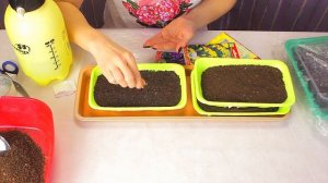 Выращивание статицы (лимониум, кермек). Часть 1 - Посадка