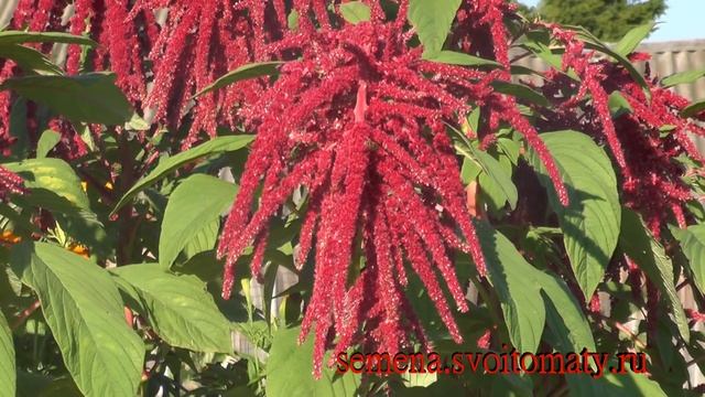 Проверенный сорт амаранта: "Красный" смотреть онлайн