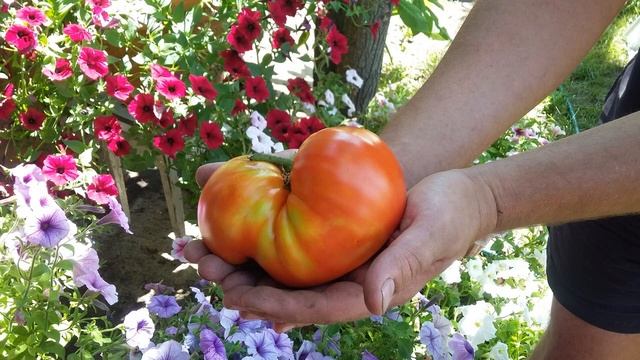 ЛУЧШИЕ СОРТА ТОМАТОВ на 2022г.|Топ 7 Томатов: мясистых,крупных и урожайных |СЕМЕНА ТОМАТОВ 2022 смотреть онлайн