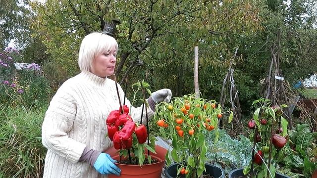 Перцы Тёма, Кузя и Яблочный спас / Огород в контейнерах / Ругаю фирму Поиск смотреть онлайн