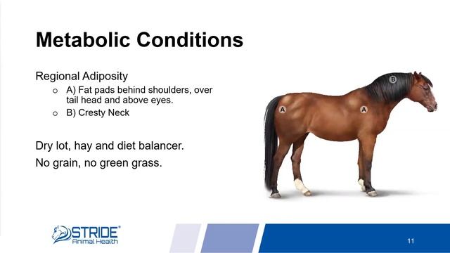 Equine Diet Balancers - Bluebonnet Feeds & Stride Animal Health смотреть онлайн