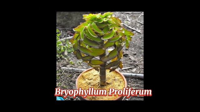 BRYOPHYLLUM SPECIES/MIRACLE LEAF /KATAKA-TAKA PLANT VARIETIES @margiepulido21 смотреть онлайн