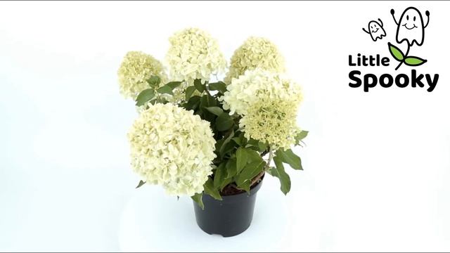Hydrangea paniculata 'Little Spooky' смотреть онлайн