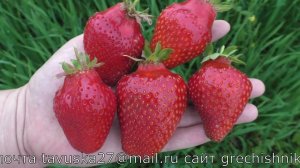 АЛЕКСАНДРА ранний сорт клубники