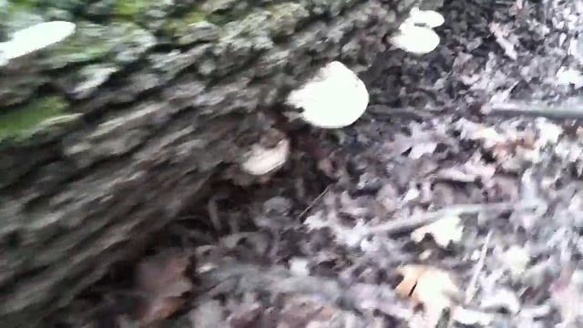 Mushroom find смотреть онлайн