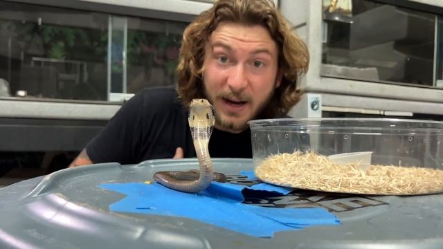 New VENOMOUS Snakes! смотреть онлайн