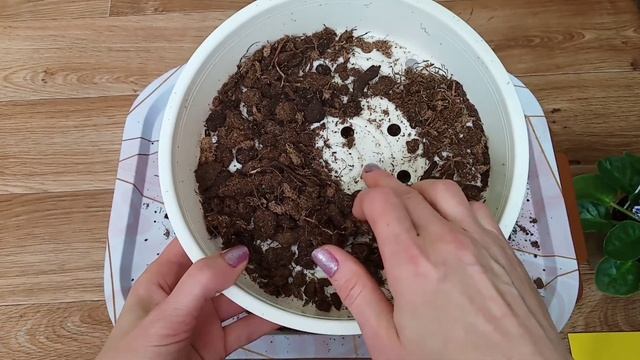 Фиалки на фитильном поливе! Идеальный грунт для укоренения черенков и выращивания фиалок! смотреть онлайн