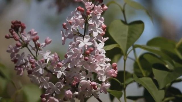 СИРЕНЬ. Сл. Ольги Богдан,муз. Галины Дмитриевой, вок. Борис Астахов смотреть онлайн