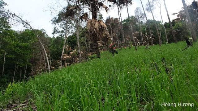 Build water sources, make cakes and bring them to the market to sell | Hoang Huong смотреть онлайн