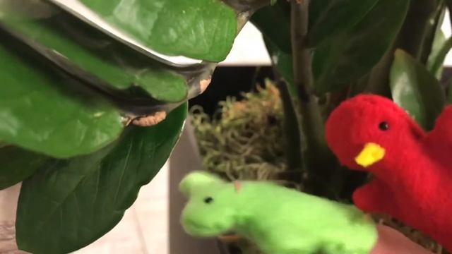 THE ADVENTURES OF FROG (tsa time) смотреть онлайн