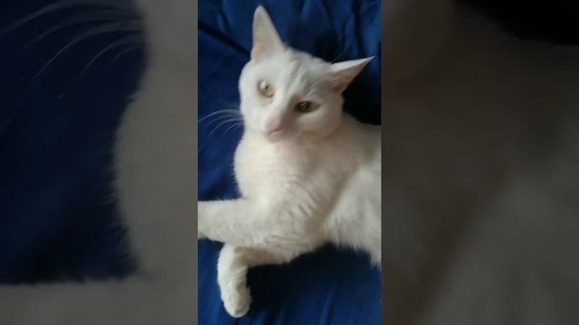 Моя помощница