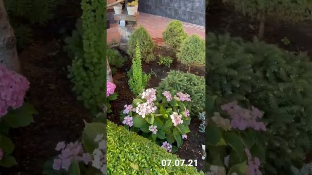 КРУПНОЛИСТНЫЕ ГОРТЕНЗИИ. 07.07.21 смотреть онлайн