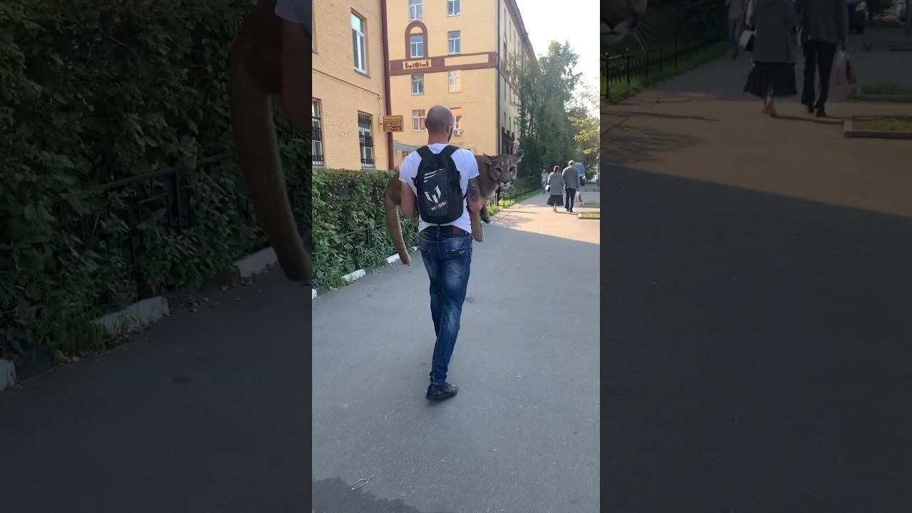 Принца Месси на руках носят смотреть онлайн