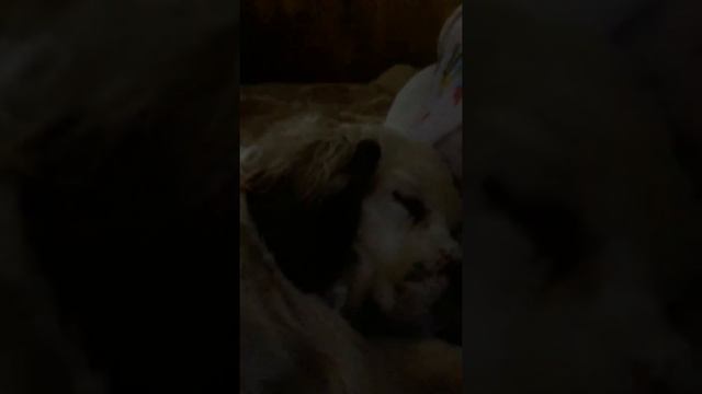 Кламбер Спаниель Эля смотреть онлайн