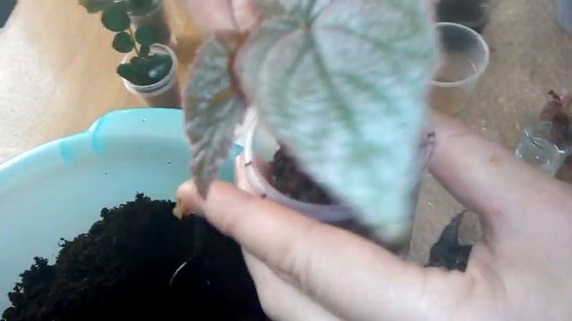 Комнатные цветы. Посадка черенков в кокосовый субстрат зимой. смотреть онлайн