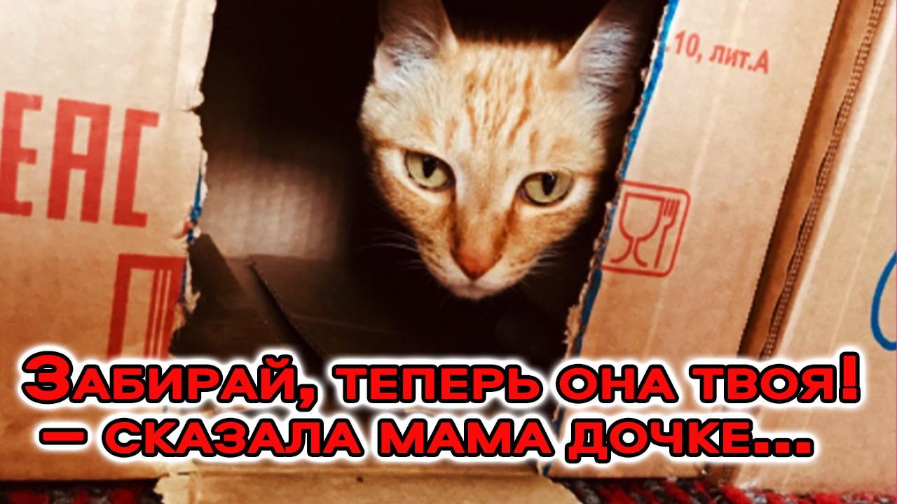 “Забирай, теперь она твоя!” – сказала мама дочке. И тощий котёнок в коробке вдруг перестал плакать смотреть онлайн