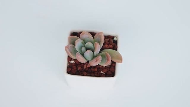 Dudu EC273 Colourful Rare Floweing Wholesale Aeonium Echeveria Natural Live Succulent