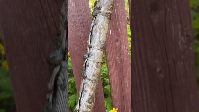 ЧТО СТАЛО С ФИЛЬТРОМ АБИССИНСКОЙ СКВАЖИНЫ ЗА 3 ГОДА смотреть онлайн