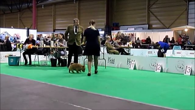 March 18, 2018 Riga, Latvia , IDS, Norwich Terrier смотреть онлайн