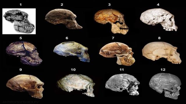ТОП странных ВОПРОСОВ от КРЕАЦИОНИСТОВ и ответов на них смотреть онлайн