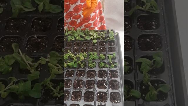 Черенкование вегетатативных петуний / Cuttings of vegetative petunias смотреть онлайн