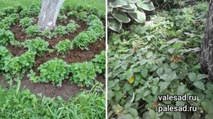 ЧТО ПОСАДИТЬ ПОД ЯБЛОНЕЙ? Какие овощи, зелень и цветы можно посадить под плодовыми деревьями в саду