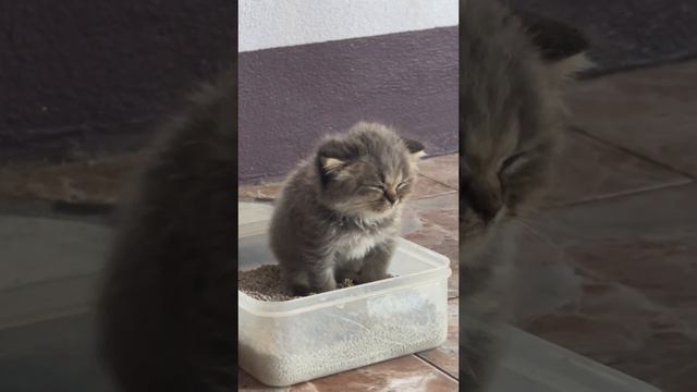 где я смотреть онлайн