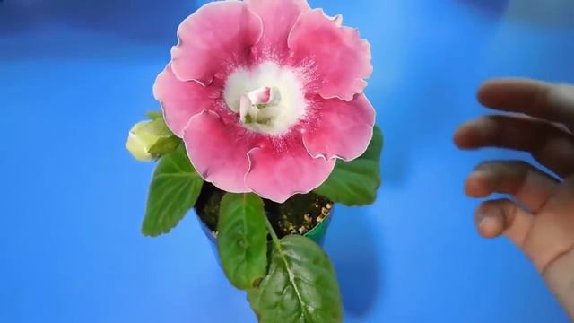 ???ШОУ ГЛОКСИНИЙ ! СОРТА ГЛОКСИНИЙ, ВЫПУСК №11 How to grow gloxinia смотреть онлайн