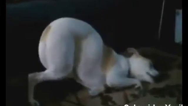 Смешные животные №4 смотреть онлайн