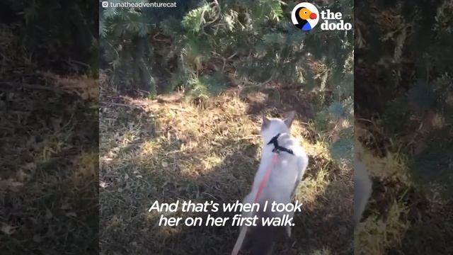 Stray Feral Cat Becomes An Adventure Cat - TUNA | The Dodo смотреть онлайн