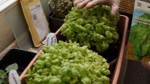 Пересадка базилика