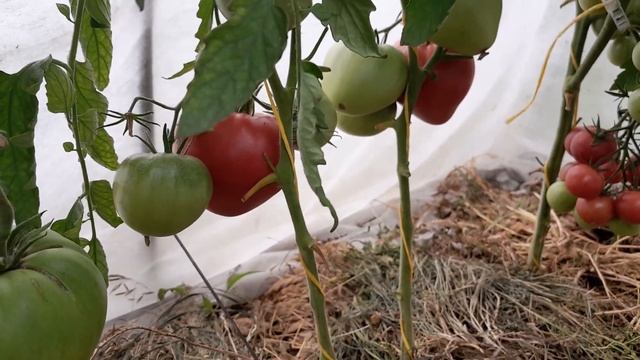 Микадо сибирико. Литл Пинки. Волшебная Арфа. смотреть онлайн