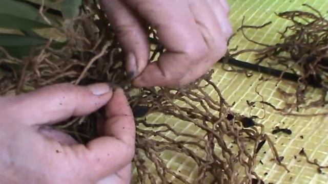 Камбрия. Посадка. Часть №1 смотреть онлайн