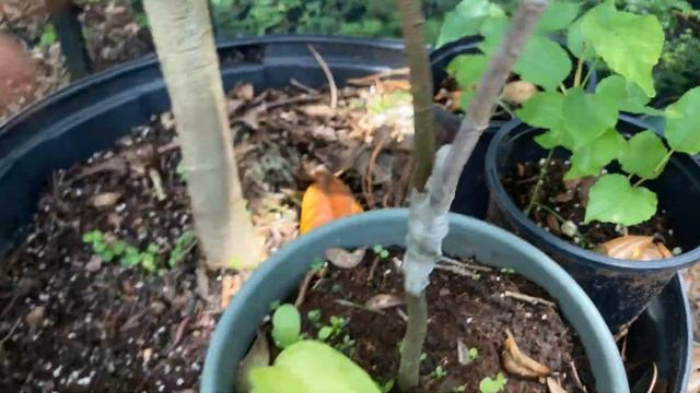 UPDATE: Grafted "Fwang Tung" Averrhoa carambola, Starfruit from 8-8-2020 Looks VIABLE! смотреть онлайн