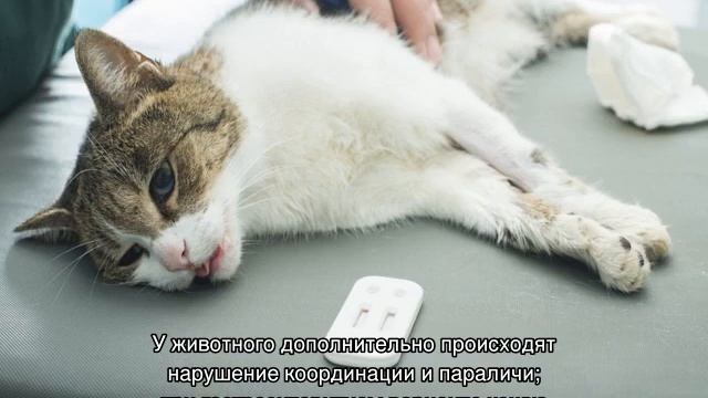 Вирусные заболевания у кошек: инфекции, симптомы, лечение смотреть онлайн