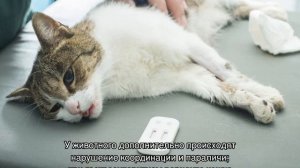 Вирусные заболевания у кошек: инфекции, симптомы, лечение